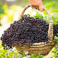 Plant (Sambucus) Fruiting Dormant Starter Samyl (1-Pack) Elderberry Bare Root