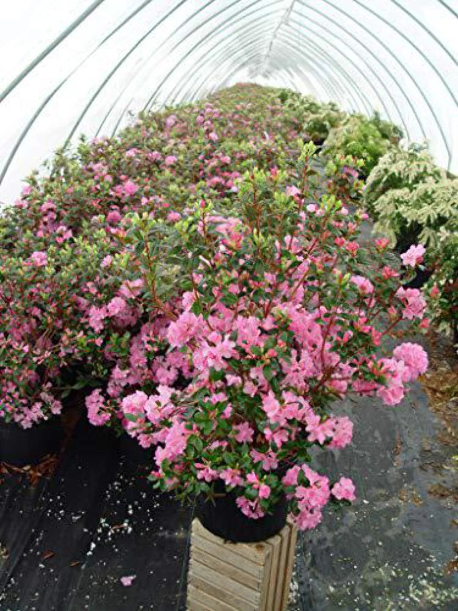 Mezitt Olga Rhododendron