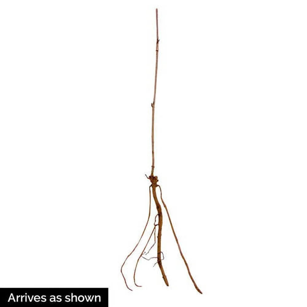 Plant (Sambucus) Fruiting Dormant Starter Samyl (1-Pack) Elderberry Bare Root