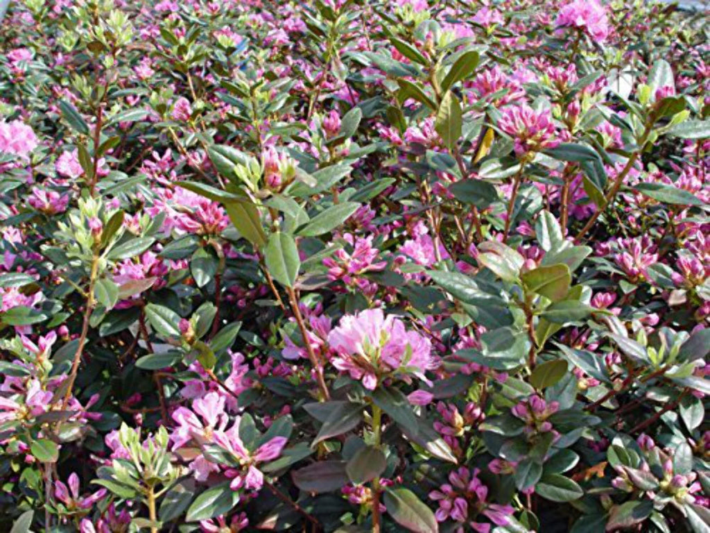 Mezitt Olga Rhododendron