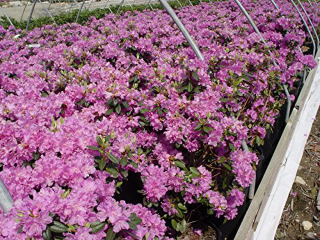 Mezitt Olga Rhododendron