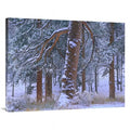 Ponderosa After Snowfall, Rocky Trees Art Fresh in. x 30 Tim Pine Colorado Mountain - Fitzharris 40 Park, National Print