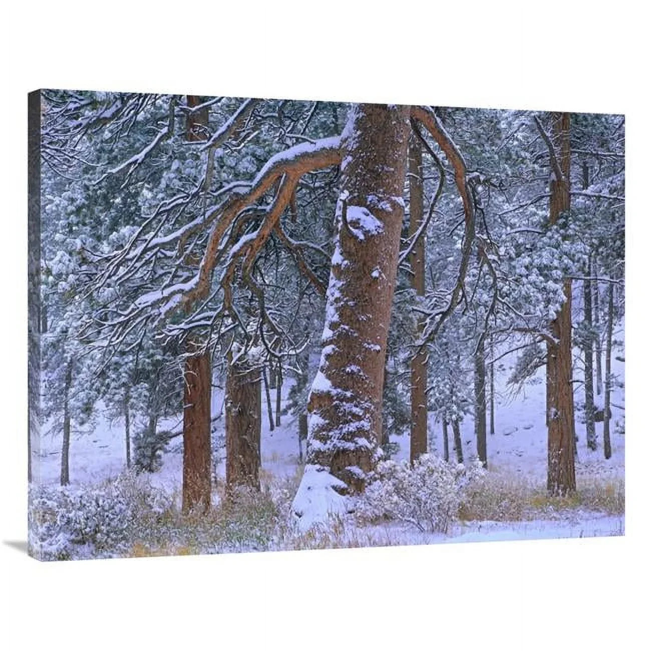 Ponderosa After Snowfall, Rocky Trees Art Fresh in. x 30 Tim Pine Colorado Mountain - Fitzharris 40 Park, National Print
