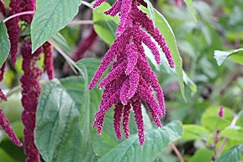 (5LB) Whole Seeds 100% Grain Organic Amaranth