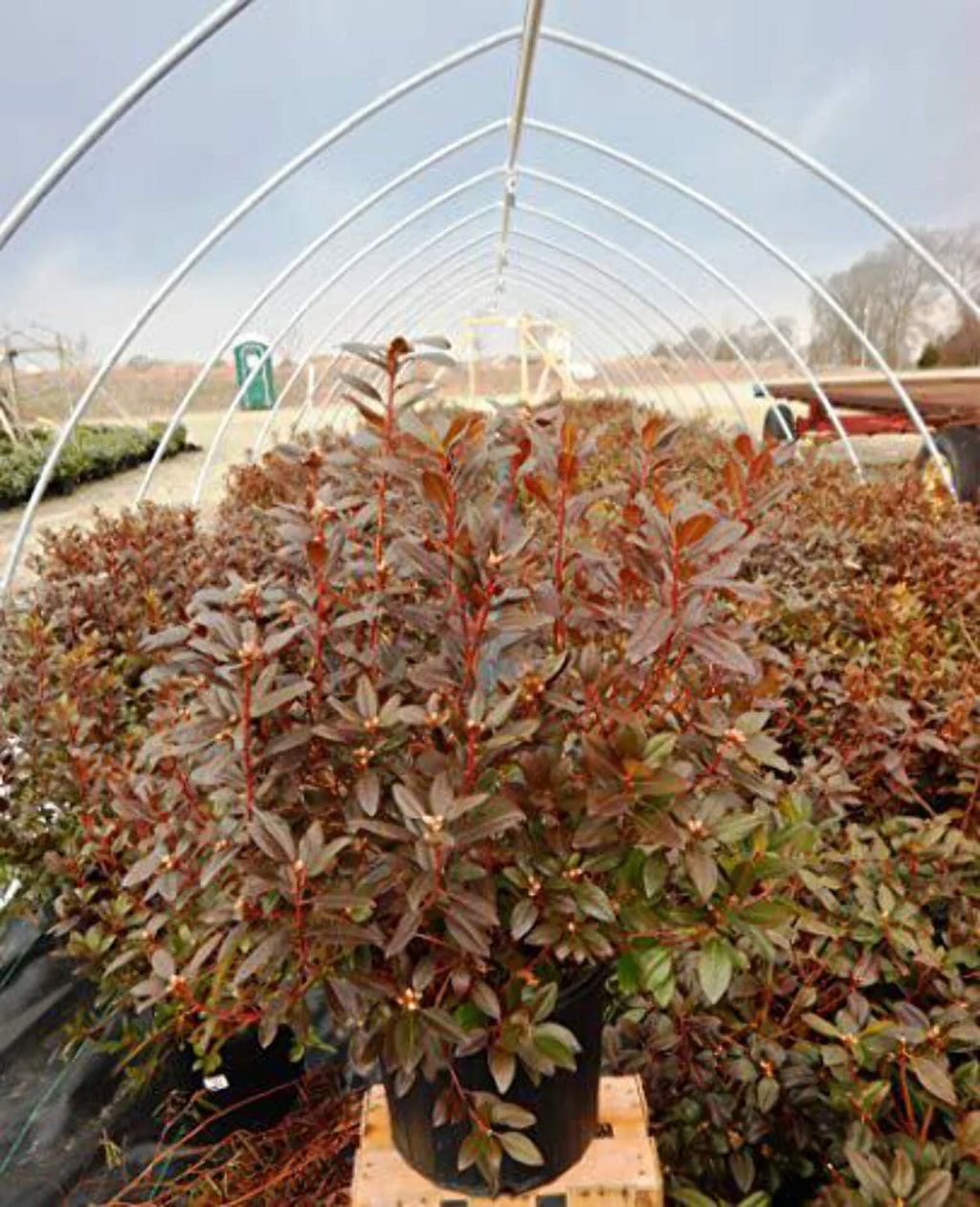 Mezitt Olga Rhododendron
